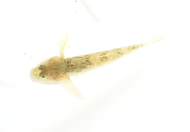Padogobius nigricans 2